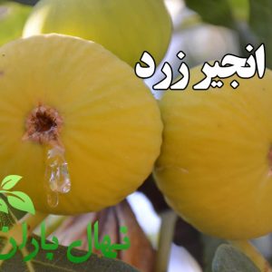 نهال انجیر زرد