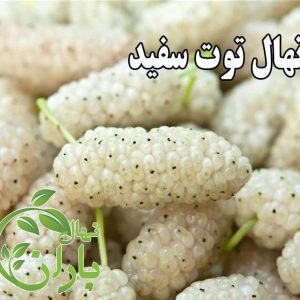 نهال توت سفید