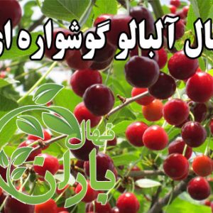 نهال آلبالو گوشواره ای