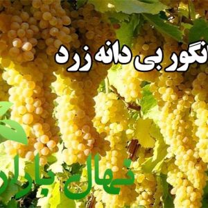 نهال انگور بی دانه زرد