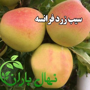 نهال سیب زرد فرانسه